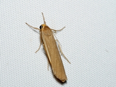 Palaeosia bicosta