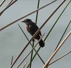 Serpophaga nigricans