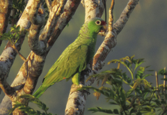 Amazona autumnalis salvini