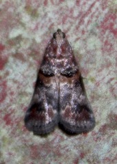 Acrobasis angusella