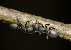 Cephalotes multispinosus