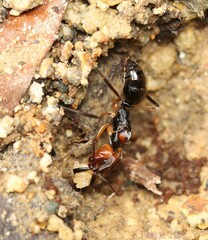 Odontomachus erythrocephalus