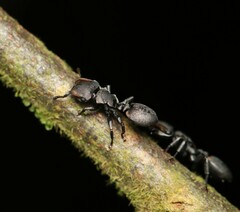 Cephalotes multispinosus