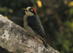Melanerpes pucherani