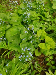 Brunnera sibirica