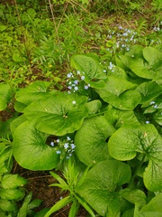 Brunnera sibirica
