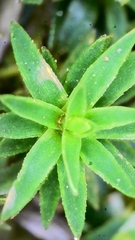 Pogonatum aloides image