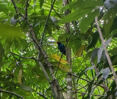 Chiroxiphia caudata