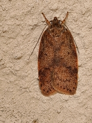 Oligoloba severa