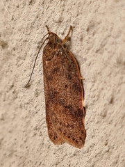 Oligoloba severa