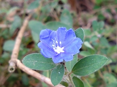 Evolvulus glomeratus