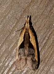 Dichomeris bilobella