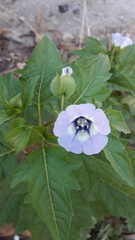 Nicandra physalodes