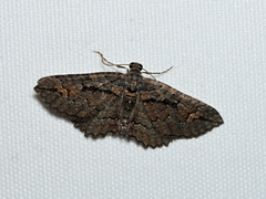Eucymatoge scotodes