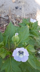 Nicandra physalodes