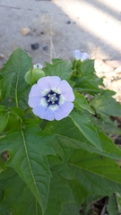 Nicandra physalodes