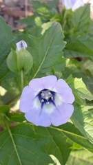 Nicandra physalodes