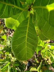 Anacardium occidentale image