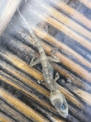 Tarentola delalandii