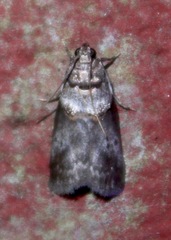 Acrobasis caryae