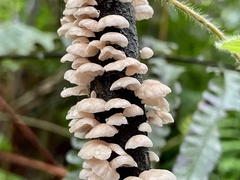 Marasmiellus troyanus