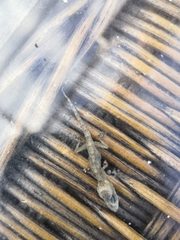 Tarentola delalandii
