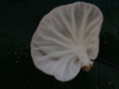 Marasmiellus troyanus