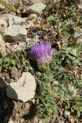 Cirsium acaule
