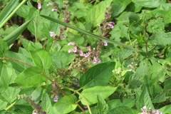 Teucrium vesicarium