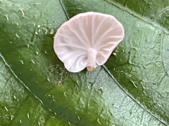 Marasmiellus troyanus