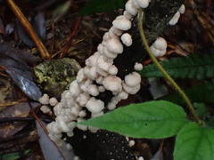 Marasmiellus troyanus