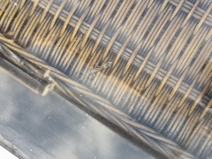 Tarentola delalandii
