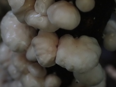 Marasmiellus troyanus