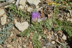 Cirsium acaule