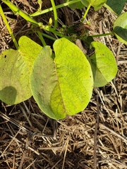 Ipomoea asarifolia