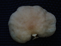 Marasmiellus troyanus