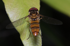 Episyrphus viridaureus