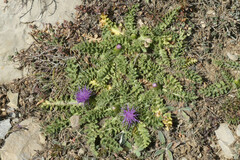 Cirsium acaule