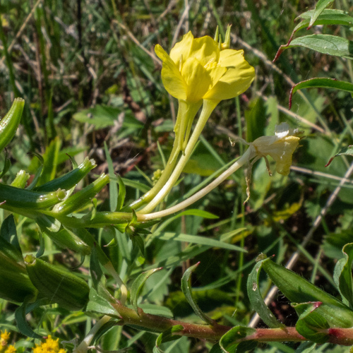 Onagraceae image