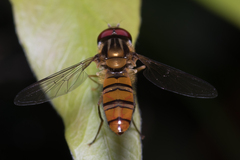Episyrphus viridaureus