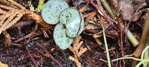 Foto de Coração-emaranhado