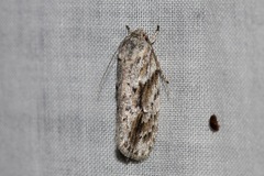 Agriophara confertella