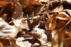 Junonia nigrosuffusa