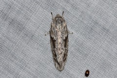 Agriophara confertella