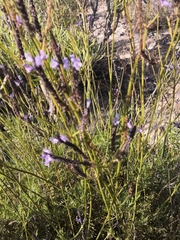 Lavandula canariensis