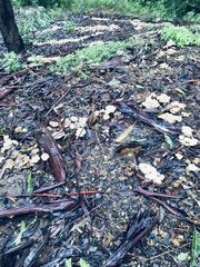 Collybia eucalyptorum