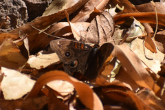 Junonia nigrosuffusa