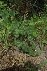 Aristolochia fimbriata