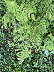 Pteridium aquilinum image