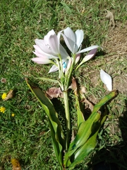 Crinum moorei